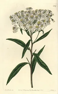 Flat-topped aster, Doellingeria umbellata Flat-topped aster, Doellingeria umbellata