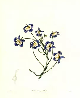 Nevitt Collection: Flatface calicoflower, Downingia pulchella