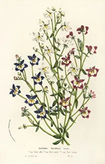 Flatface calicoflower, Downingia pulchella