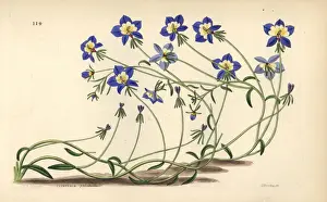 Flatface calicoflower, Downingia pulchella