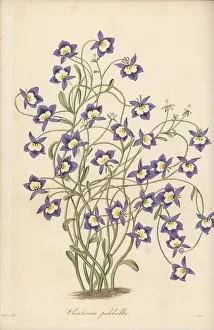 Magazine Of Botany Prints: Flatface calicoflower, Downingia pulchella