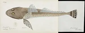 Robert Neill Prints: Flathead fish illustration