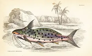 Guiana Prints: Flatwhiskered catfish, Pinirampus pirinampu