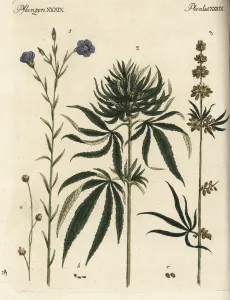 Drug Prints: Flax and cannabis