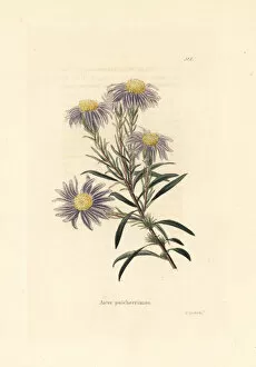 Loddiges Collection: Flax-leaf ankle-aster, Ionactis linariifolia