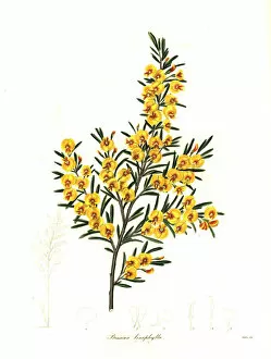 Maund Collection: Flax-leaved bossiaea, Bossiaea linophylla