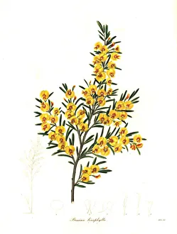 Maund Collection: Flax-leaved bossiaea, Bossiaea linophylla