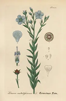 Gewachse Prints: Flax or linseed, Linum usitatissimum
