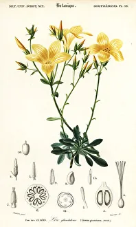 Flax, Linum campanulatum