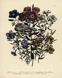 Alpinum Gallery: Flax or Linum species