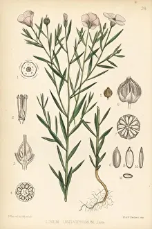 Blair Prints: Flax, Linum usitatissimum