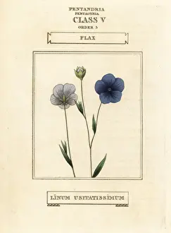 Flax, Linum usitatissimum