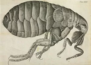 Insecta Gallery: Flea illustration