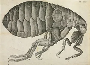 Hexapoda Collection: Flea illustration