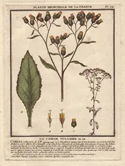 Bulliard Prints: Fleabane, Conyza vulgaris