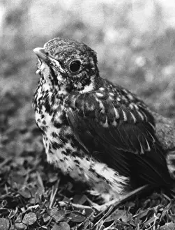Fledgling Prints: Fledgling Song Thrush