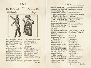Angles Gallery: Flesh & Bowels / Woodcut