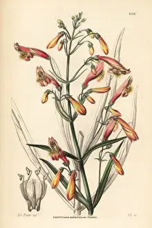 Flesh-coloured bearded penstemon, Penstemon
