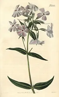 Flesh Prints: Flesh-coloured phlox, Phlox carnea