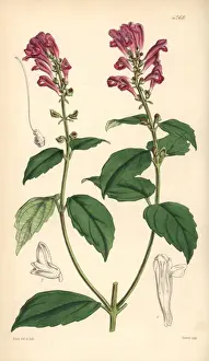 Flesh Prints: Flesh-coloured skull-cap, Scutellaria incarnata