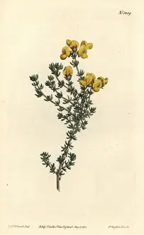 Fleshy-leaved aspalathus, Aspalathus carnosa