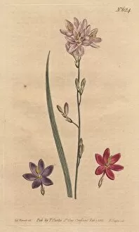 Flexuosa Collection: Flexuose ixia with examples of color varieties