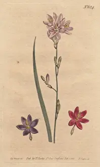 Ixia Prints: Flexuose ixia with examples of color varieties