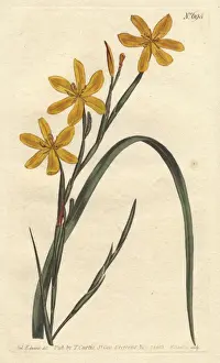 Moraea Prints: Flexuose moraea with bright yellow flowers