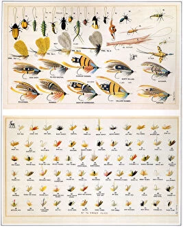 Kinds Collection: Flies Date: 1887