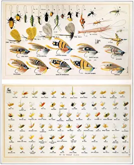 Kinds Prints: Flies Date: 1887