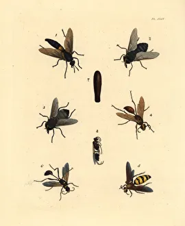 Flies, wasps and dauber Flies, wasps and dauber