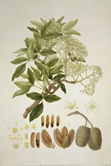 Aurantiaceae Collection: Flindersia australis, crow ash tree