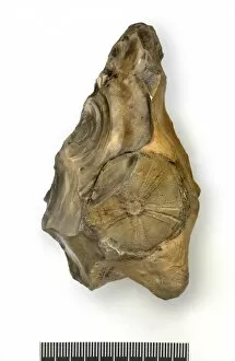 Anthropological Collection: Flint handaxe incorporating fossil echinoid