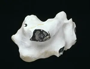 Lumpy Prints: Flint nodule