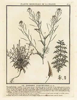 Plante Medicinale De La France Prints: Flixweed, Descurainia sophia