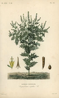 Maubert Gallery: Flixweed, herb-Sophia or tansy mustard, Descurainia sophia