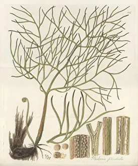 Floating antlerfern, Ceratopteris pteridoides