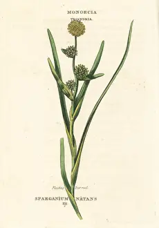 Duppa Prints: Floating bur-reed, Sparganium natans