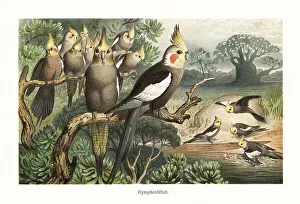 Parrots Prints: Flock of cockatiels, Nymphicus hollandicus, at a water hole