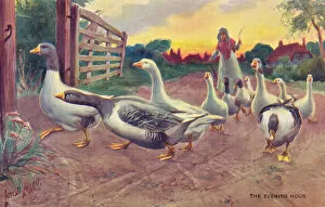 Flock Gallery: Flock of Geese
