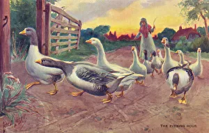 Flock of Geese