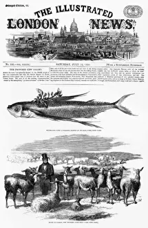 Llama Prints: A flock of llamas, imported from Peru in 1858