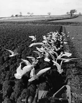 Images Dated 22nd November 2016: Flock of seagulls on a ploughed field