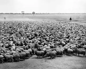 Outback Prints: Flock of sheep, Burrawang Station, Australia