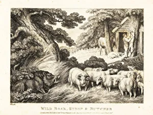 Gay And Phaedrus Prints: A flock of sheep wait for slaughter by a butcher