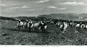 Flock Gallery: Flock of Sheep, Wether, Shetland