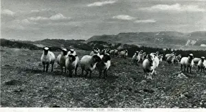 Flock Prints: Flock of Sheep, Wether, Shetland