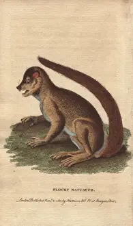 Lemur Prints: Flocky maucauco or macauco, woolly lemur or