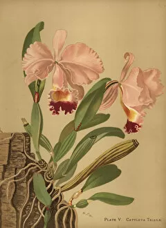 Shepard Collection: Flor de Mayo or Christmas orchid, Cattleya trianae