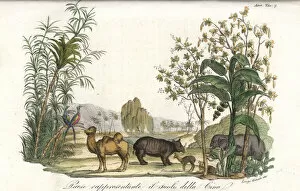 Bamboo Gallery: Flora and fauna of Asia, including elephant